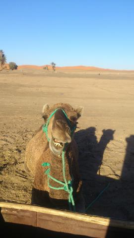 モロッコ一人旅・らくだで砂漠！の画像1