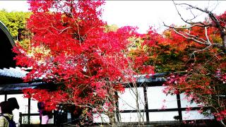 京都紅葉旅