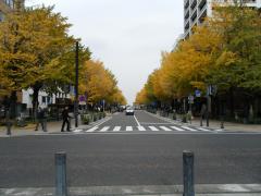 日本大通りの銀杏並木